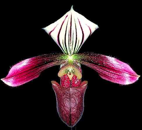 Paphiopedilum purpuratum 